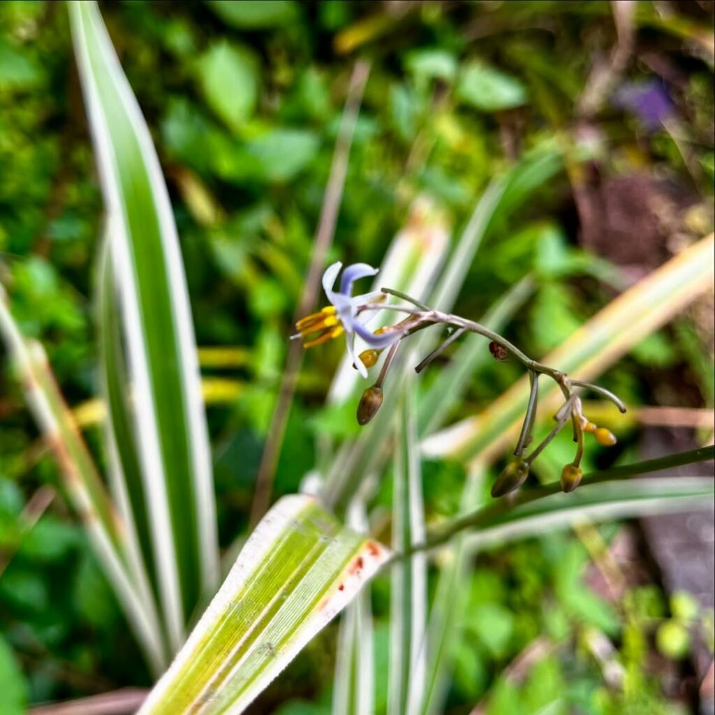 Dianela: A Planta Ornamental que Une Beleza e Resistência