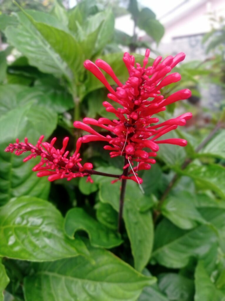 Espiga-de-fogo: a planta ornamental que colore jardins o ano inteiro