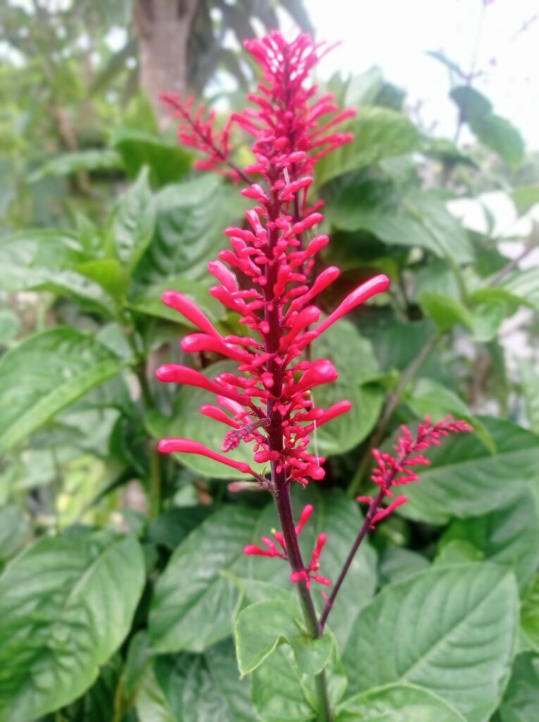 Espiga-de-fogo: a planta ornamental que colore jardins o ano inteiro