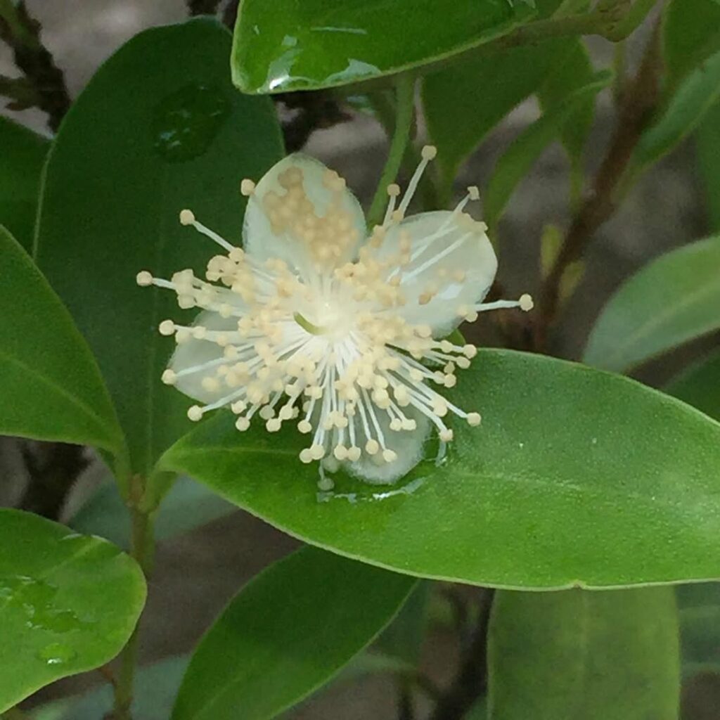 6 plantas de sol pleno que estão em alta em 2025