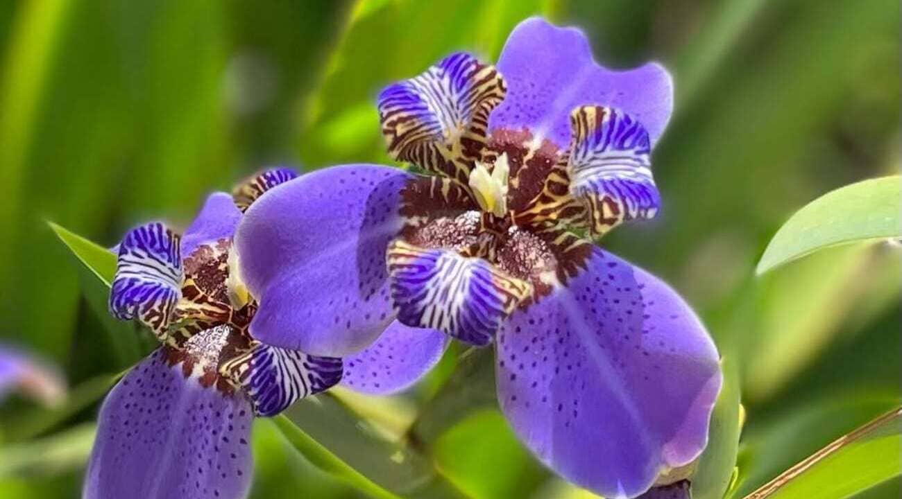 falsa iris