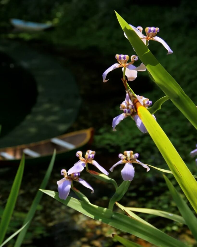Falso-íris: A Beleza Rústica e Encantadora do Neomarica caerulea