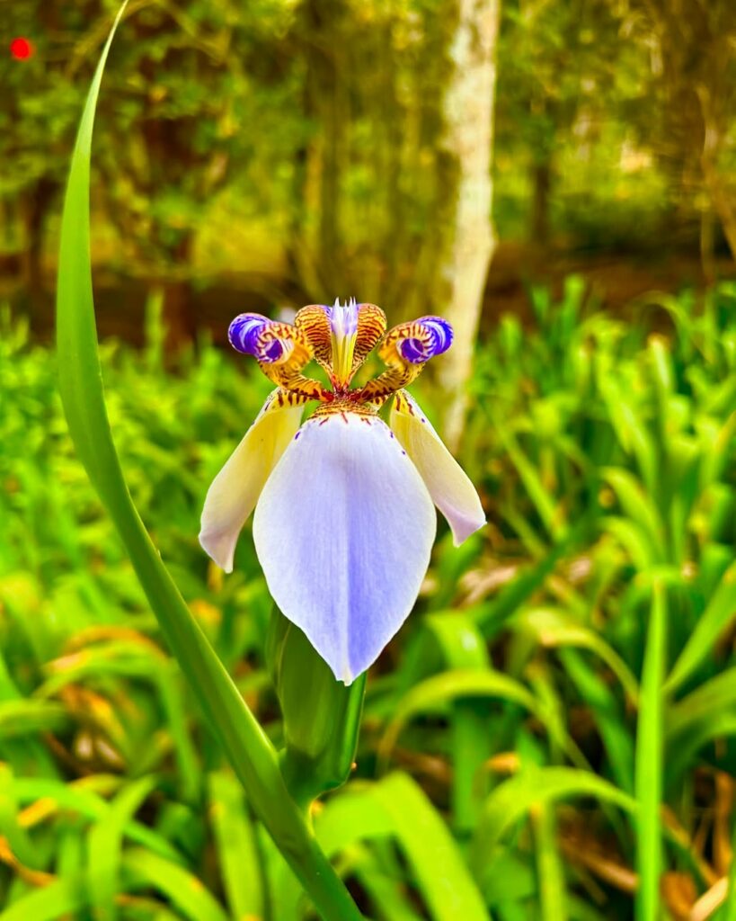 Falso-íris: A Beleza Rústica e Encantadora do Neomarica caerulea