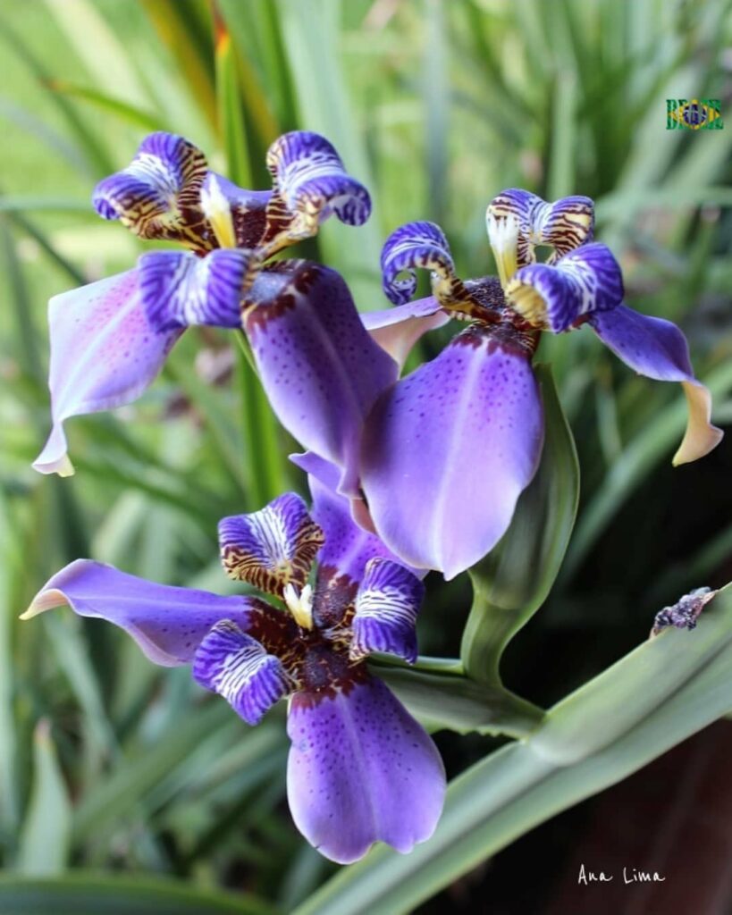 Plantas brasileiras que merecem mais destaque