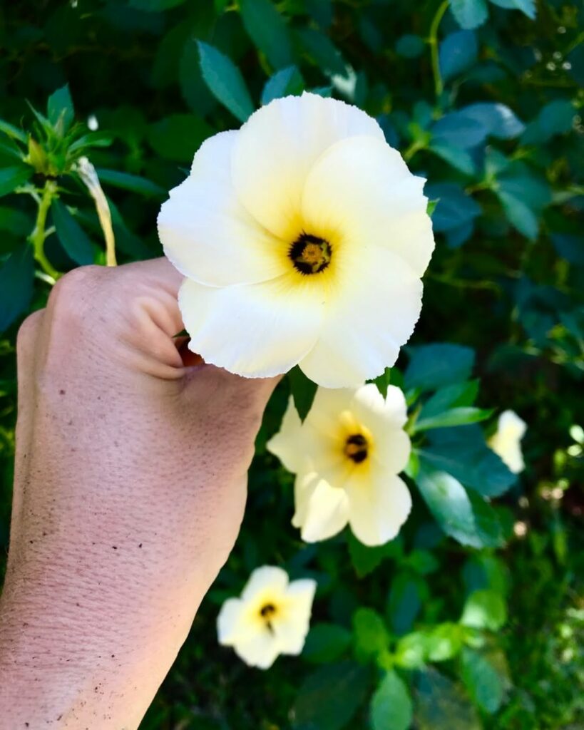 Flor-do-Guarujá: Saiba como cuidar da também conhecida "chanana"