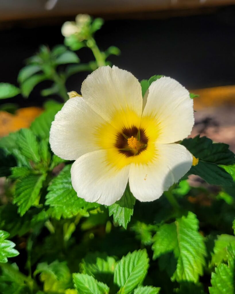 Flor-do-Guarujá: Saiba como cuidar da também conhecida "chanana"
