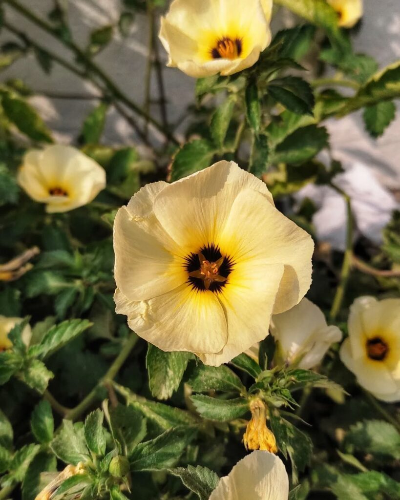 Flor-do-Guarujá: Saiba como cuidar da também conhecida "chanana"