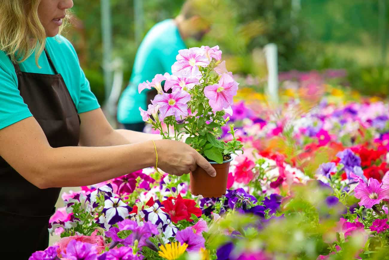 O segredo dos floristas para as flores não murcharem no terceiro dia
