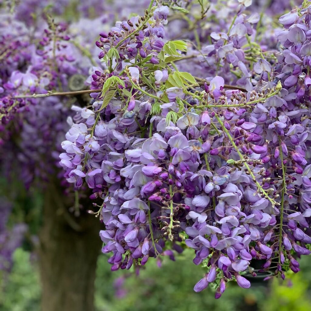 Jardim no inverno? Sim! Conheça as flores que resistem ao frio e encantam a paisagem