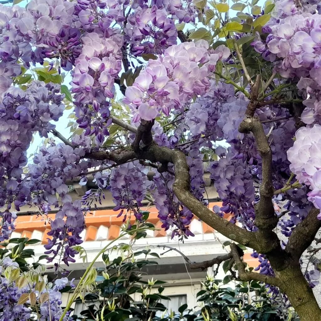 Glicínia: A Deslumbrante Trepadeira que Encanta com sua Floração Luxuriante