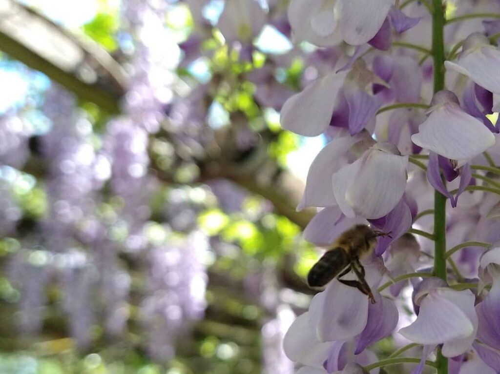 Glicínia: A Deslumbrante Trepadeira que Encanta com sua Floração Luxuriante