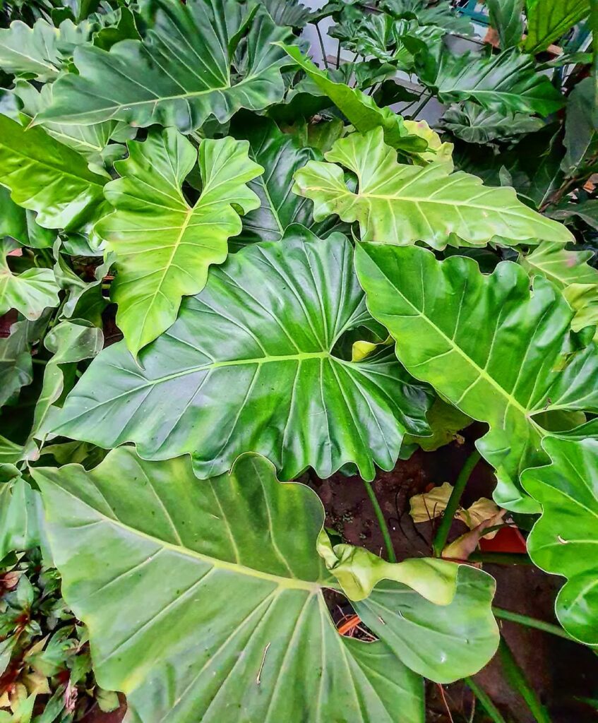 5 plantas de folhagens grandes para jardim tropical