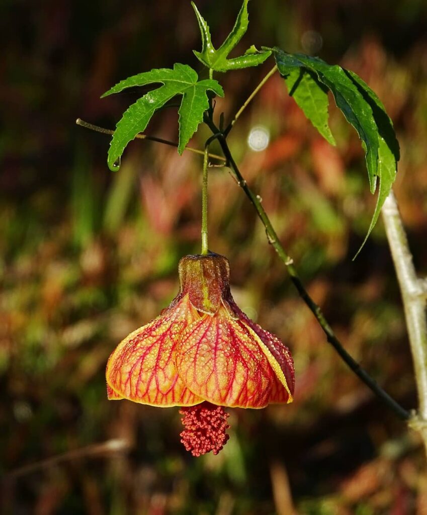 Callianthe striata: O Charme da Lanterninha-japonesa no Paisagismo