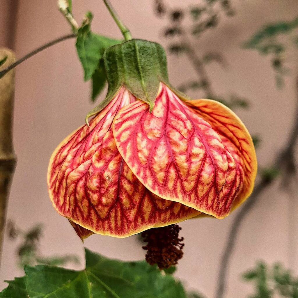 Callianthe striata: O Charme da Lanterninha-japonesa no Paisagismo