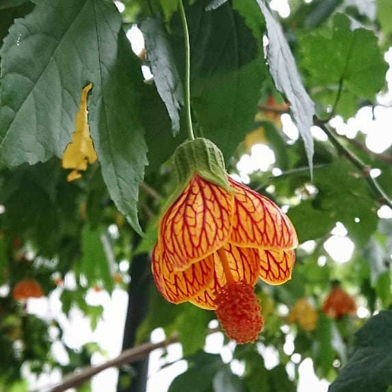Callianthe striata: O Charme da Lanterninha-japonesa no Paisagismo