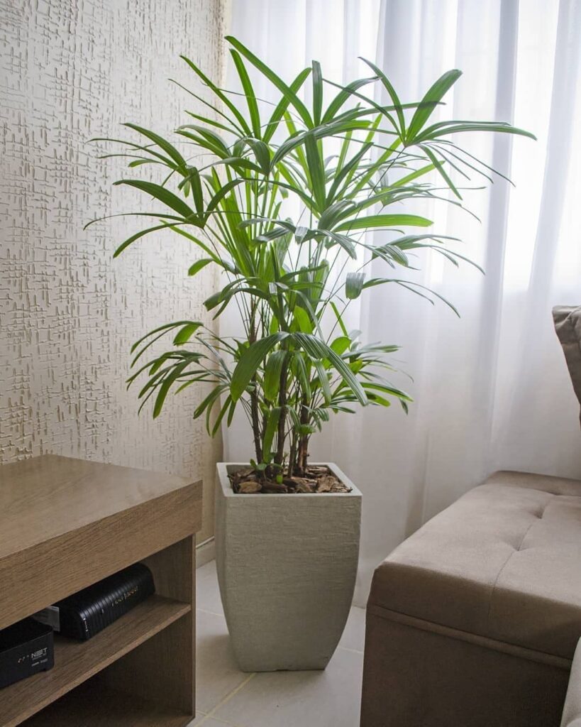 Plantas Pet Friendly para Apartamentos: Conheça Espécies Seguras para Cães e Gatos