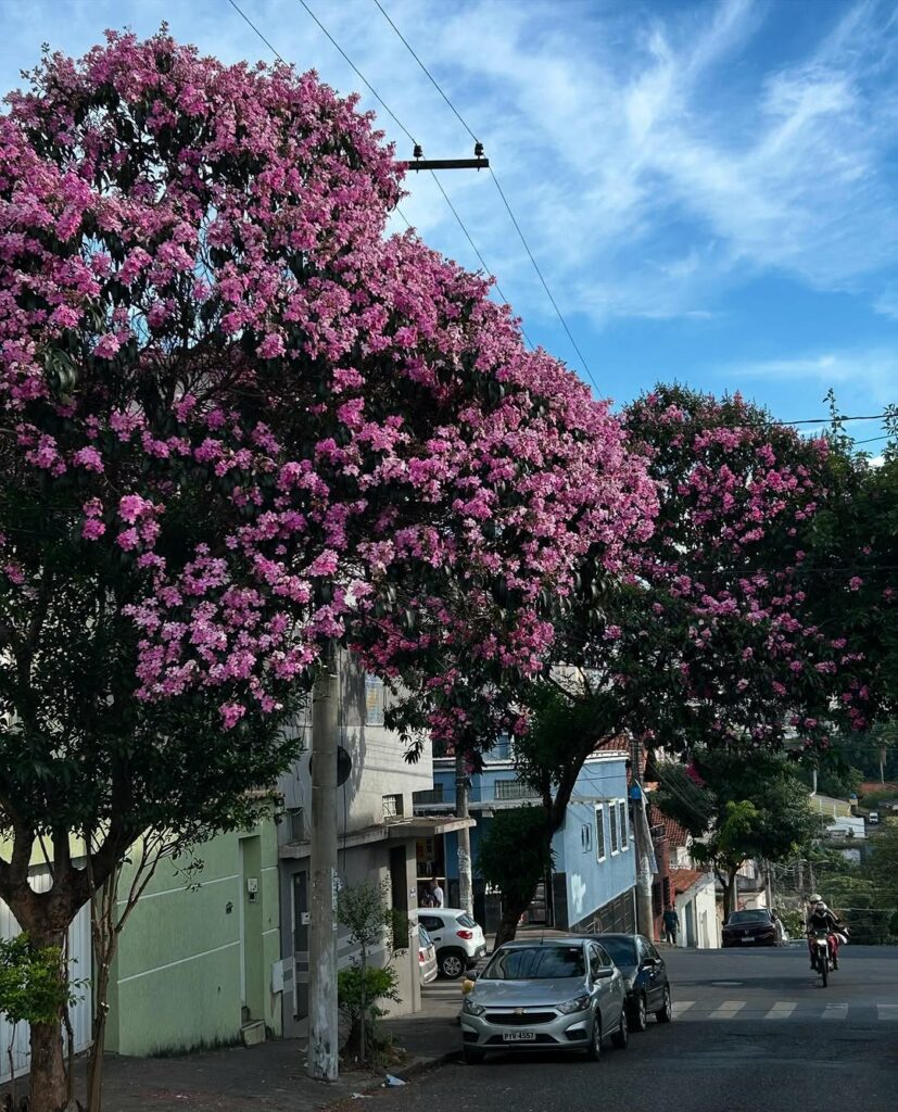 Quaresmeira: A Beleza da Floração Entre Janeiro e Abril
