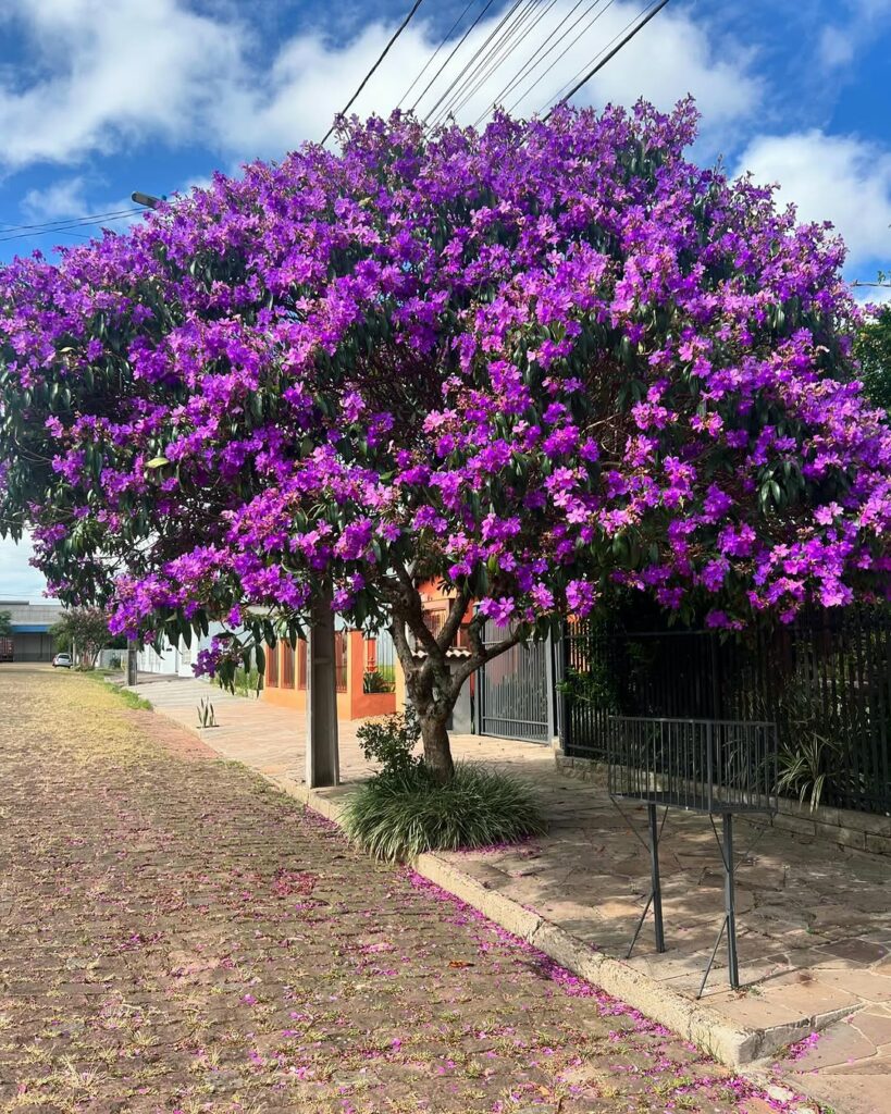 Árvores Floridas para Frente de Casa: Beleza e Harmonia no Paisagismo Residencial