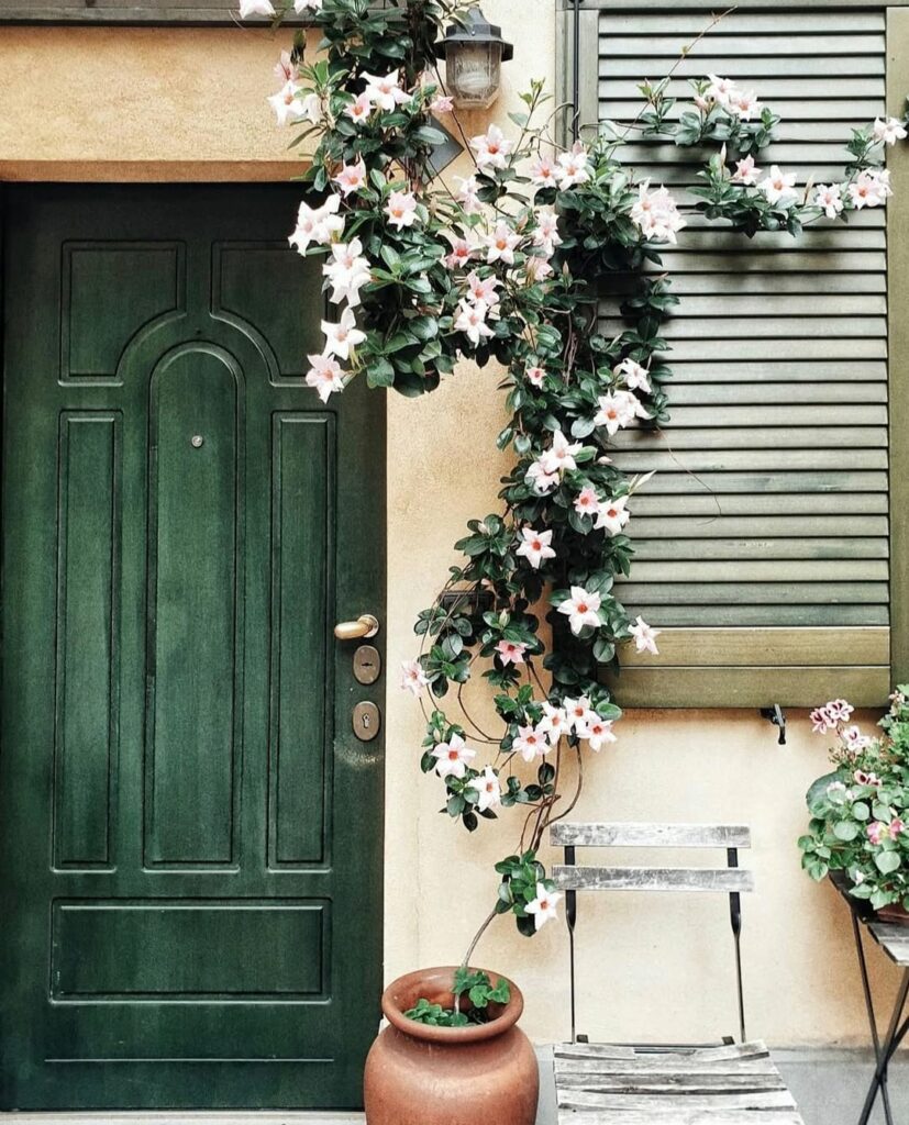 Trepadeiras para a Fachada: Beleza Natural para Destacar a Entrada da Casa