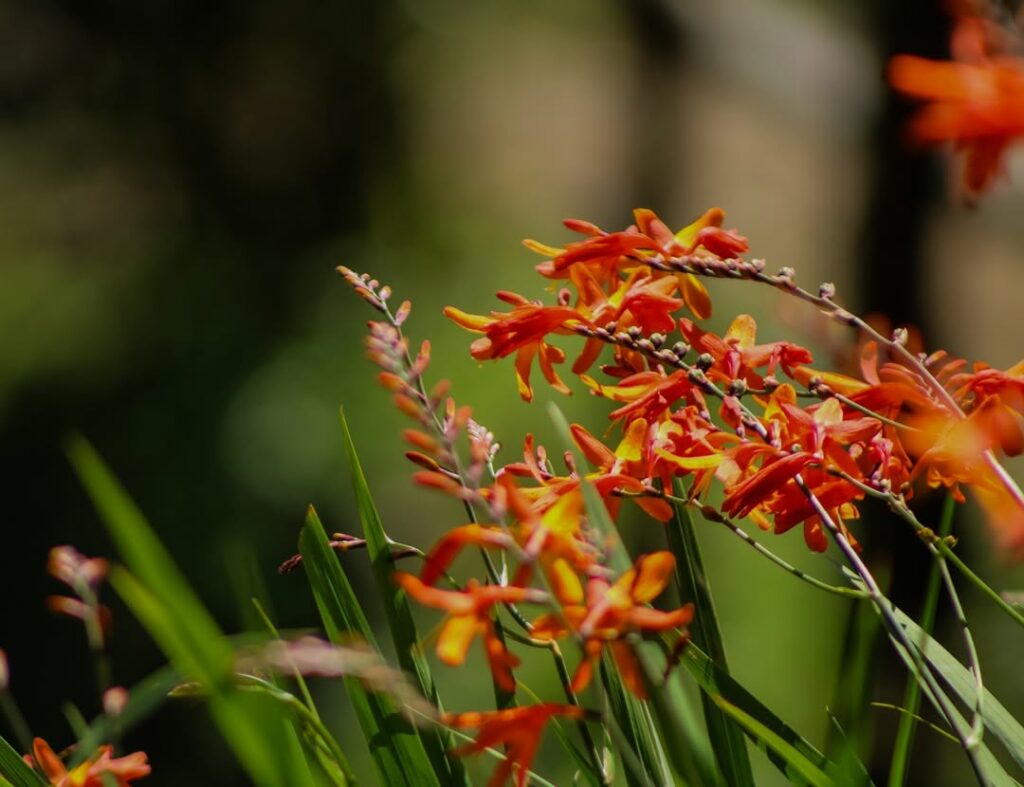 Plantas para Jardim que Se Destacam pela Cor de Suas Flores.