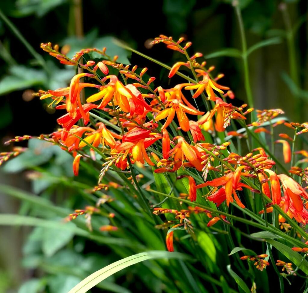 Tritônia: Beleza, Rusticidade e Floração Abundante no Seu Jardim