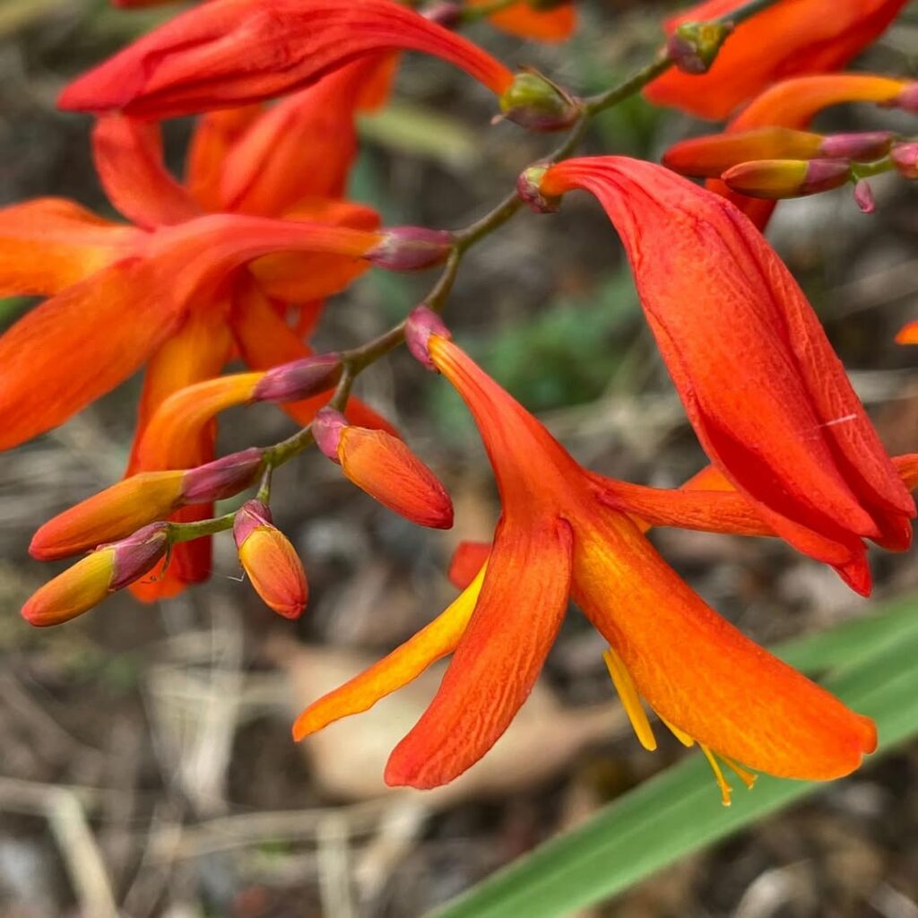 Tritônia: Beleza, Rusticidade e Floração Abundante no Seu Jardim