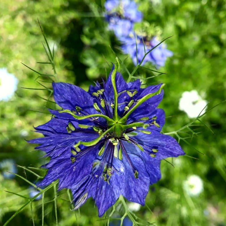 Flores sem espera: cultive espécies que florescem em tempo recorde