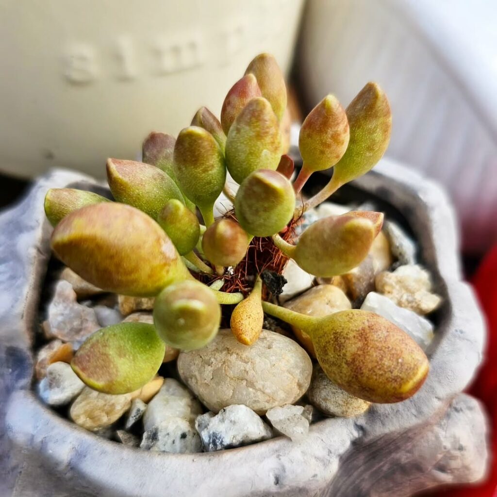 Suculentas Exóticas: quatro espécies raras que vão transformar sua coleção