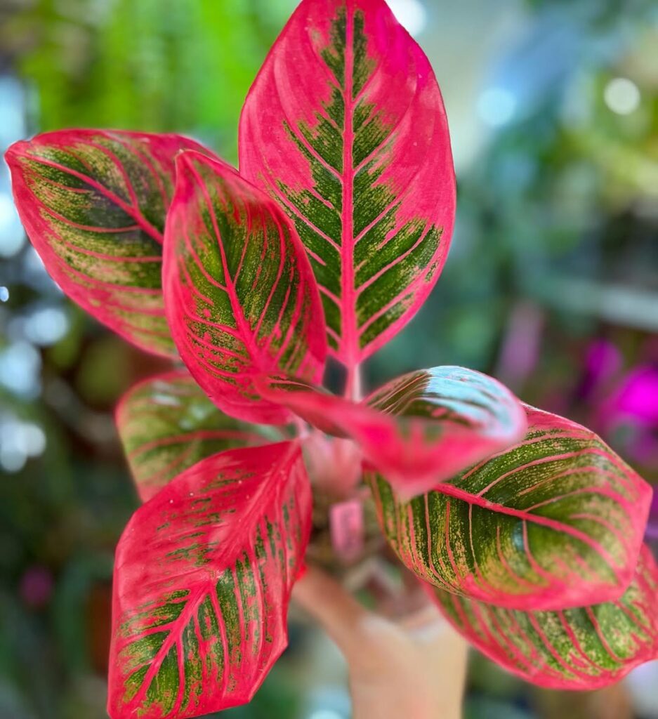 Plantas que Mantêm Seu Jardim Vibrante Mesmo Sem Flores