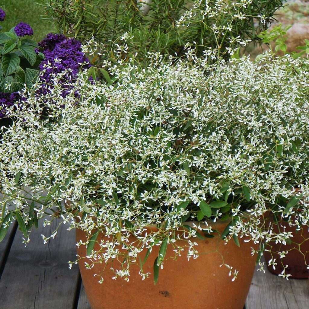 Euphorbia Hip-Hop: como cultivar a Euphorbia graminea para dar leveza e delicadeza ao jardim