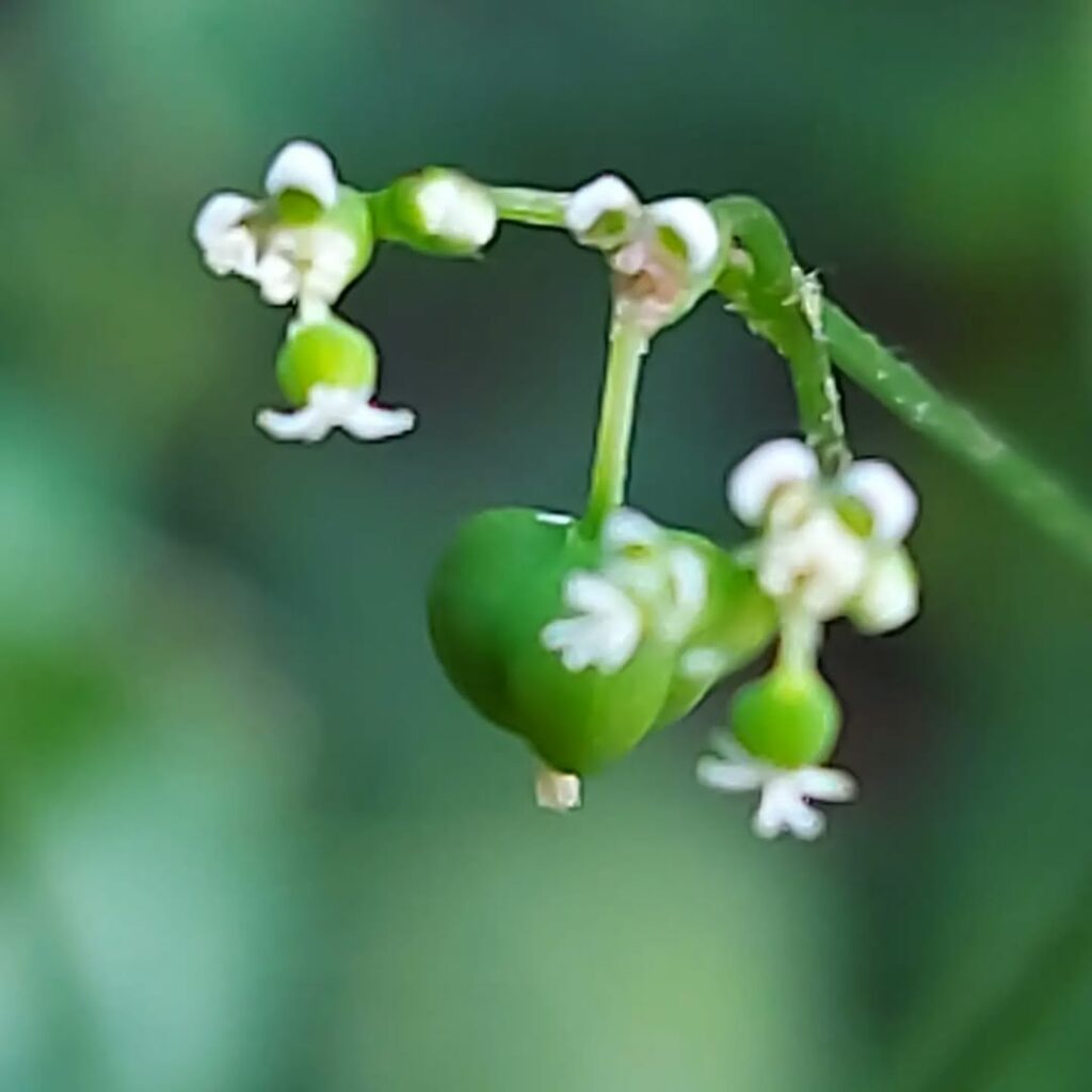 Euphorbia Hip-Hop: como cultivar a Euphorbia graminea para dar leveza e delicadeza ao jardim