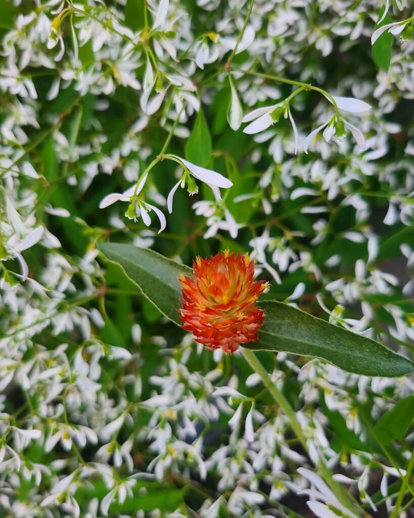 Euphorbia Hip-Hop: como cultivar a Euphorbia graminea para dar leveza e delicadeza ao jardim