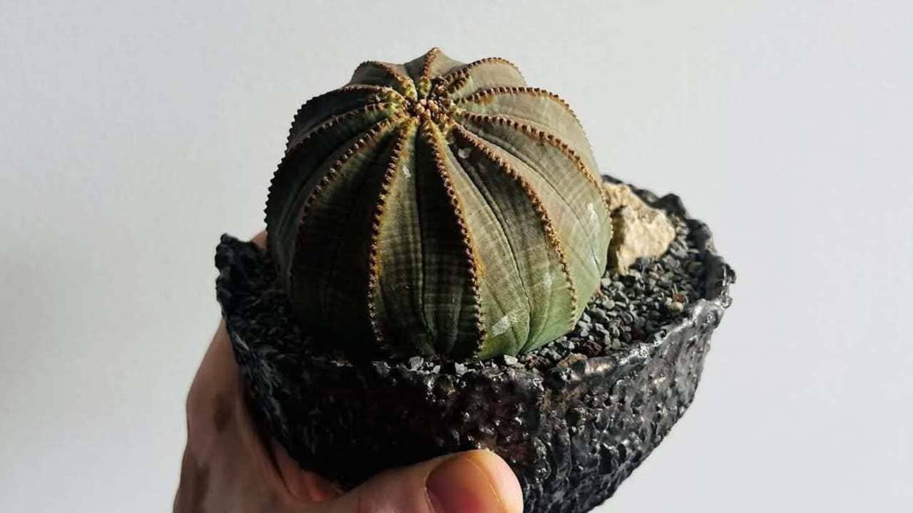 Euphorbia obesa: a suculenta que parece uma bola feita de tecido.