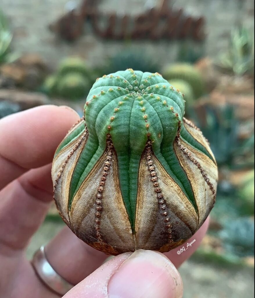 Euphorbia obesa: a suculenta que parece uma bola feita de tecido.
