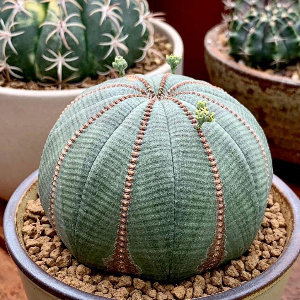 Euphorbia obesa: a suculenta que parece uma bola feita de tecido.