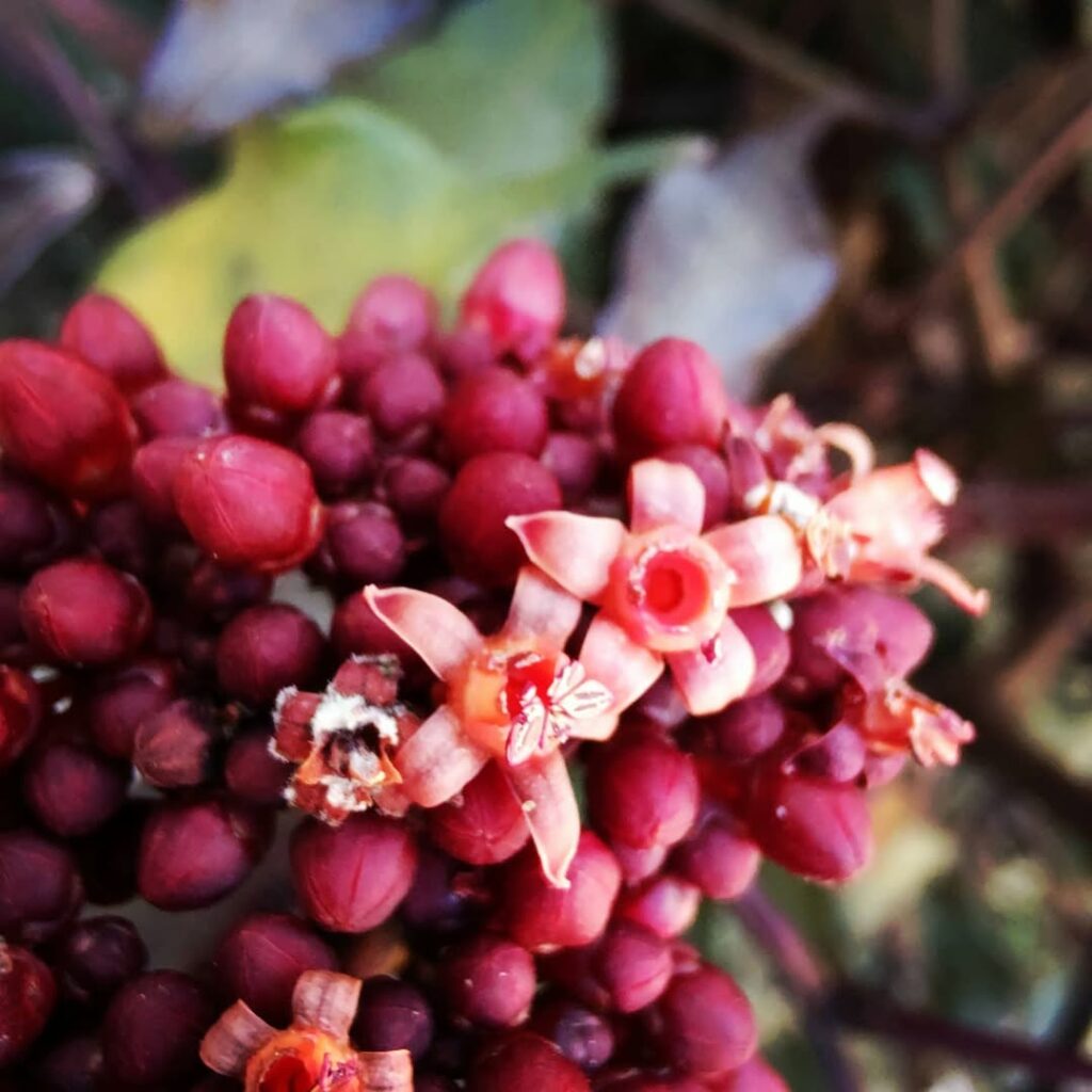 Leea Rubra: O Encanto de uma Planta Exuberante para Jardins Tropicais