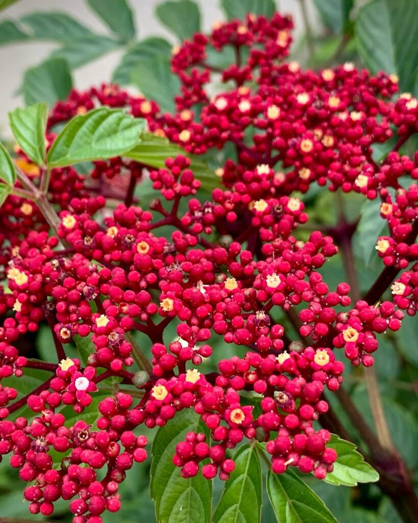 Plantas que Mantêm Seu Jardim Vibrante Mesmo Sem Flores