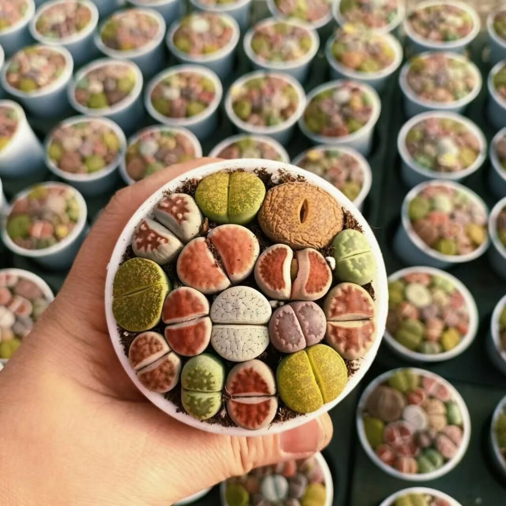 Suculentas Exóticas: quatro espécies raras que vão transformar sua coleção