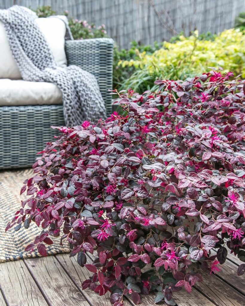 Plantas que Mantêm Seu Jardim Vibrante Mesmo Sem Flores