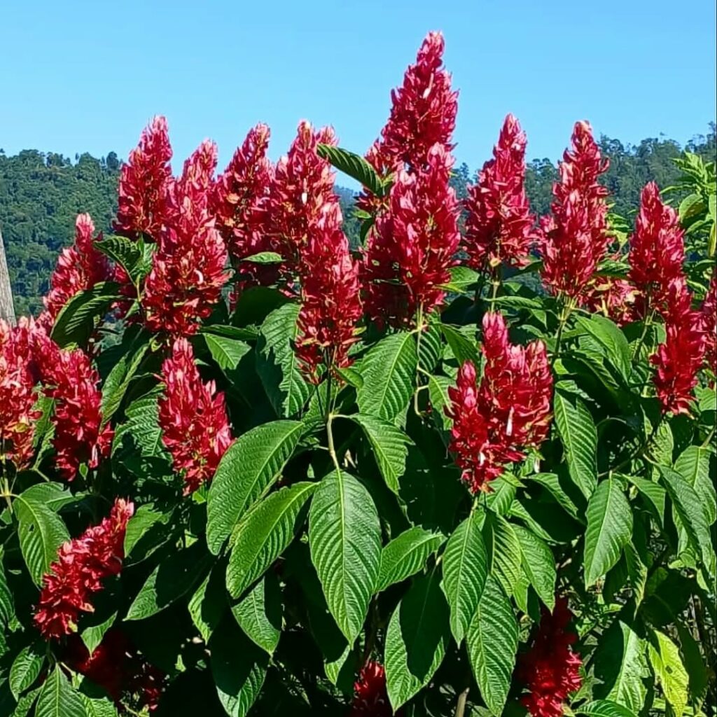 Flores de Outono: Arbustos que Transformam Seu Jardim na Estação das Cores