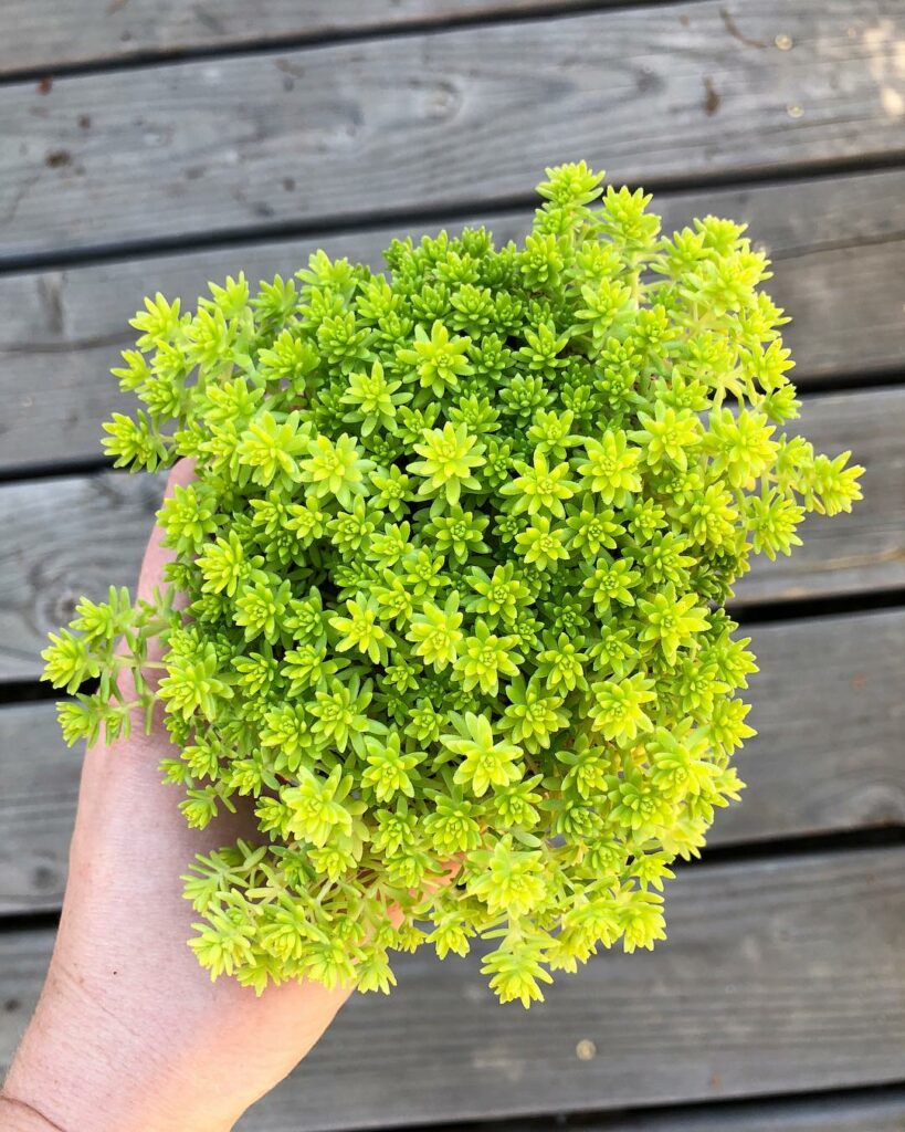 Sedum Oro: A Beleza Delicada do Sedum japonicum em Decoração e Paisagismo