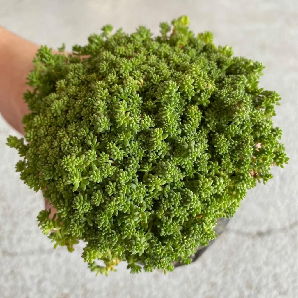 Sedum Oro: A Beleza Delicada do Sedum japonicum em Decoração e Paisagismo