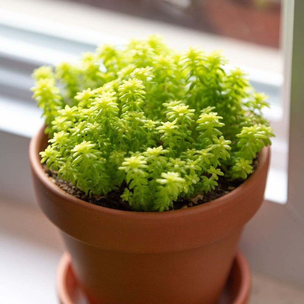 Sedum Oro: A Beleza Delicada do Sedum japonicum em Decoração e Paisagismo