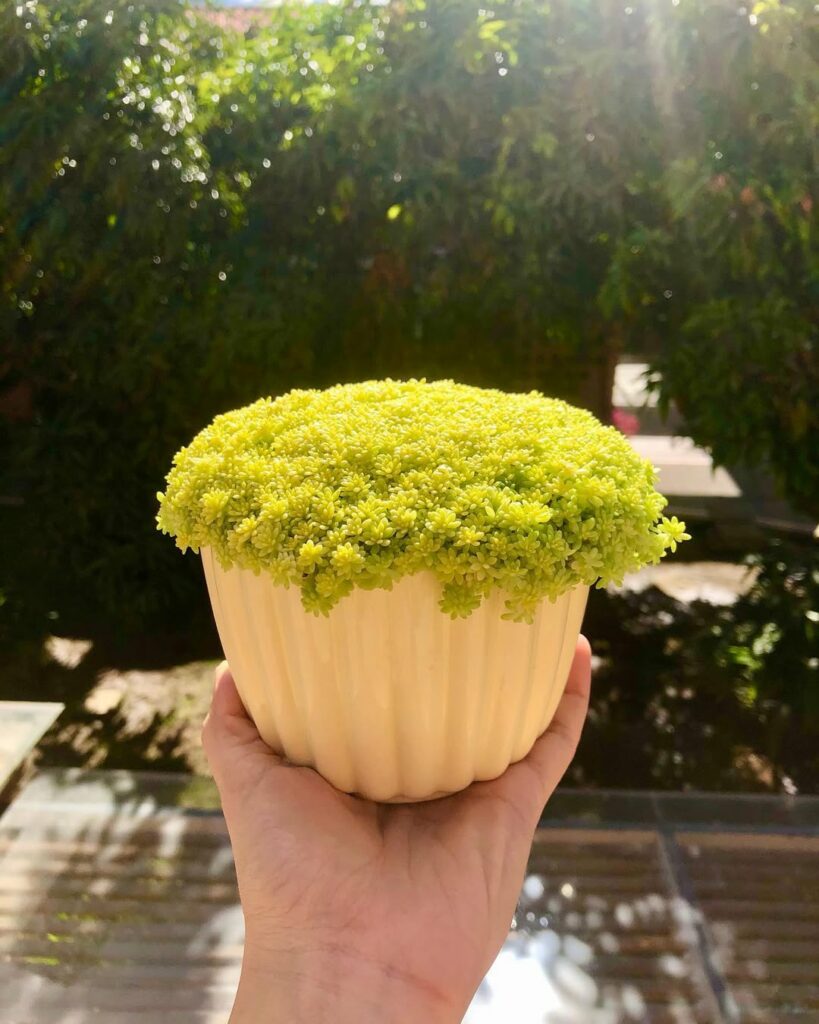 Sedum Oro: A Beleza Delicada do Sedum japonicum em Decoração e Paisagismo