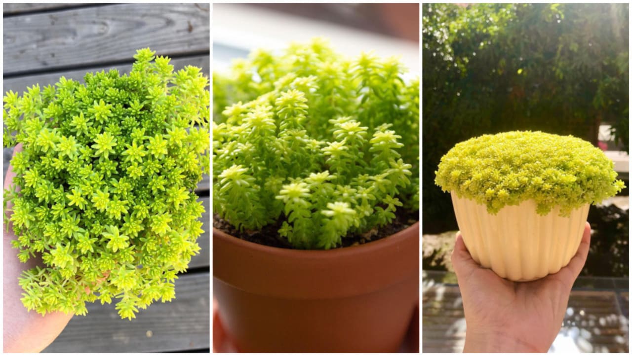 Sedum Oro: A Beleza Delicada do Sedum japonicum em Decoração e Paisagismo