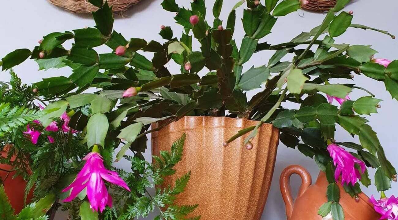 Como cuidar da Flor-de-Maio: dicas práticas para ter flores vibrantes e saudáveis