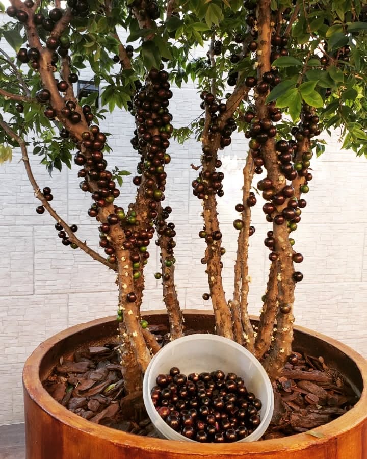 Como fazer muda de jabuticaba: técnicas certeiras para multiplicar essa árvore tipicamente brasileira