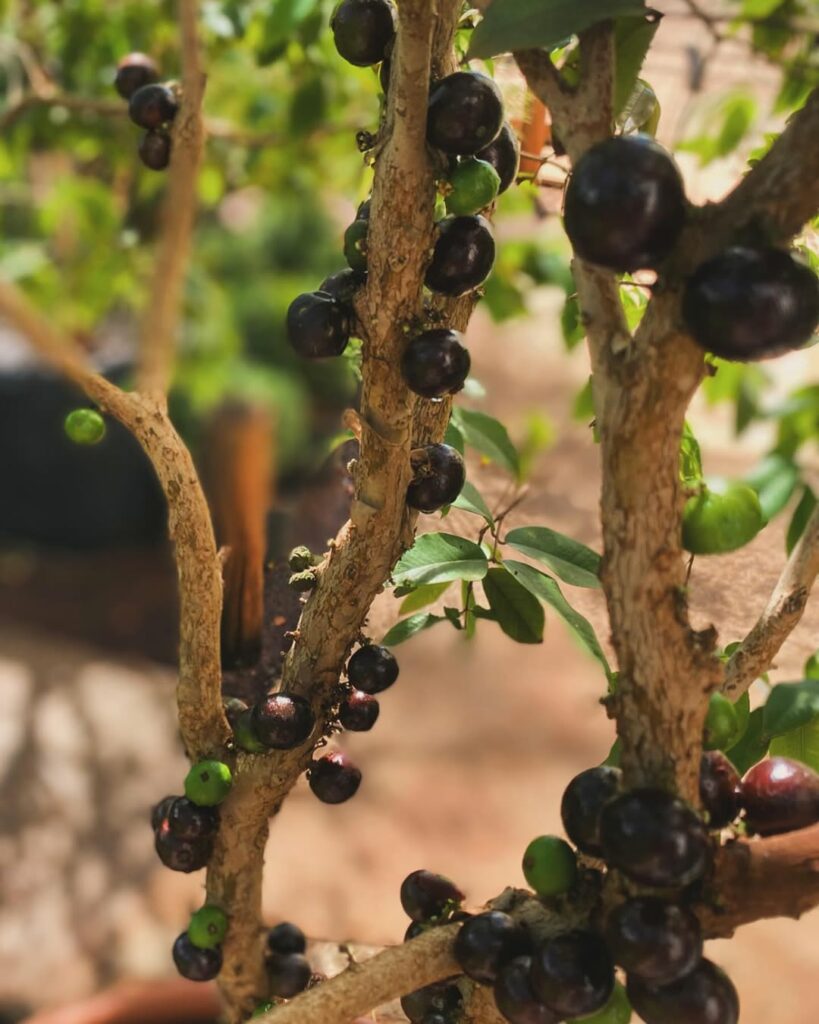 Árvores frutíferas de crescimento rápido para transformar o quintal em um pomar cheio de vida