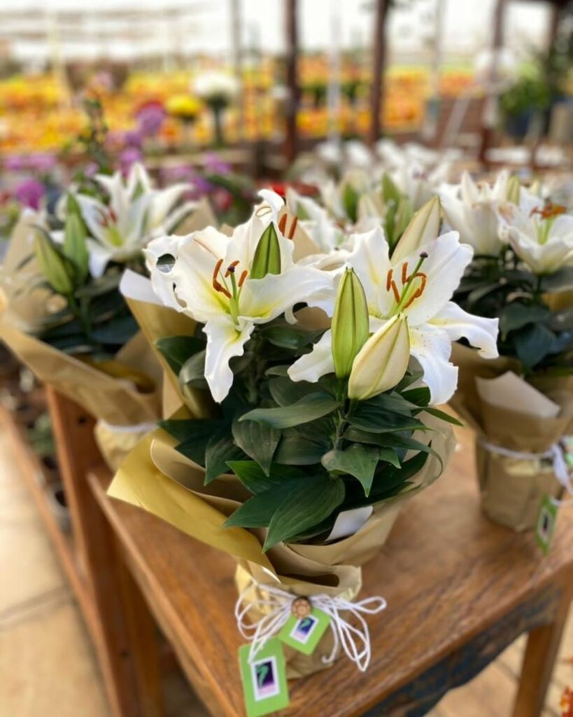 Qual flor é a cara da sua mãe? Se inspire para dar a homenagem perfeita para o Dia das Mães