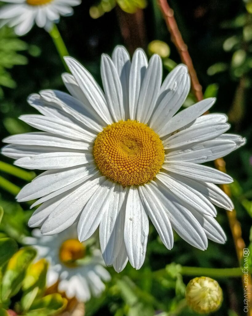Flores brancas que encantam: conheça as espécies perfeitas para presentear